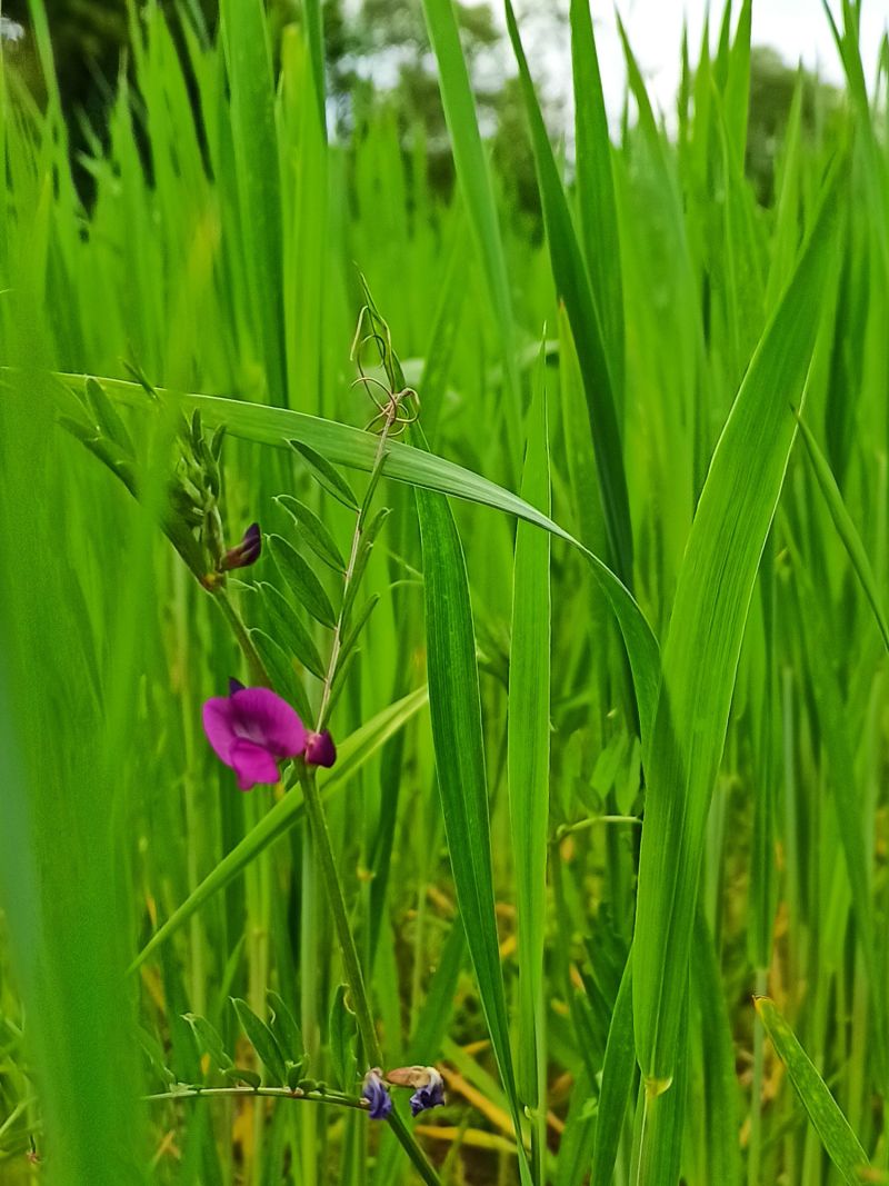 18. Mai: Wicken sind wunderschön, im Emmer-Feld jedoch unerwünscht