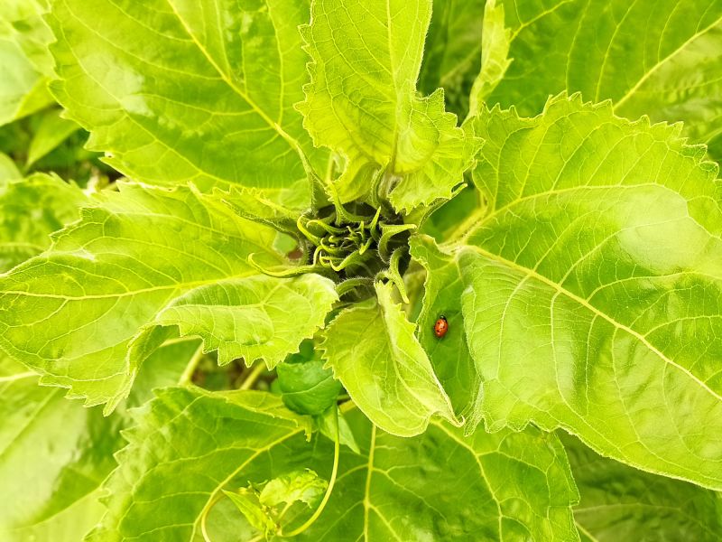 06. Juli: In den Sonnenblumen sind sehr viele Marienkäfer zu finden.