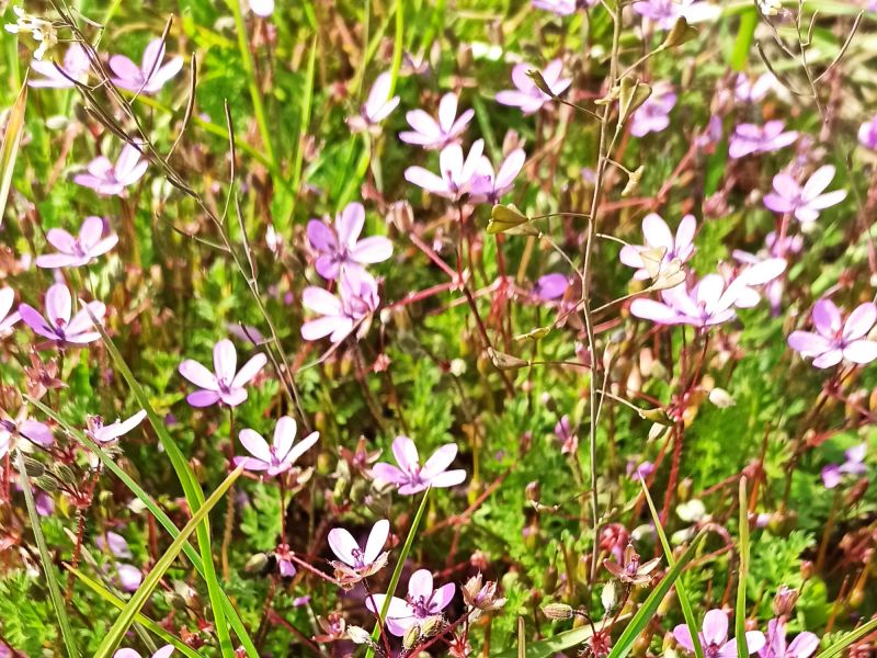 07. Mai: Sandböden sind schwierig zu bewirtschaften. Diese Blümchen kommen gut mit den Bedingungen klar.