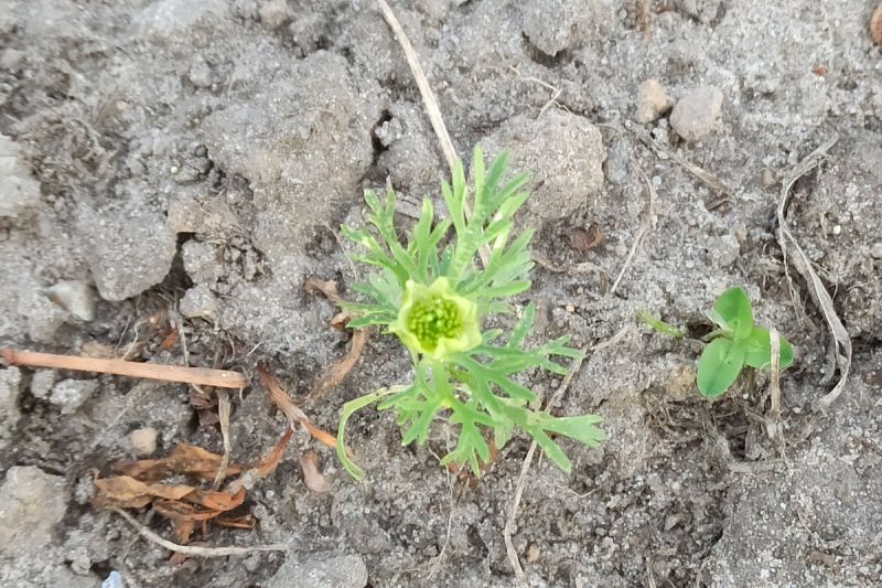 13. Juni 2022: Blick von oben.