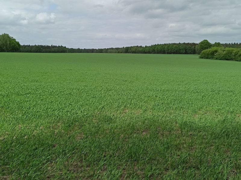14. Mai 2022: Haferschlag mit Blick von Süd Richtung Nord.