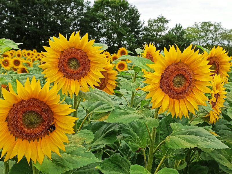 23. Juli 2022: gelbe Blütenpracht