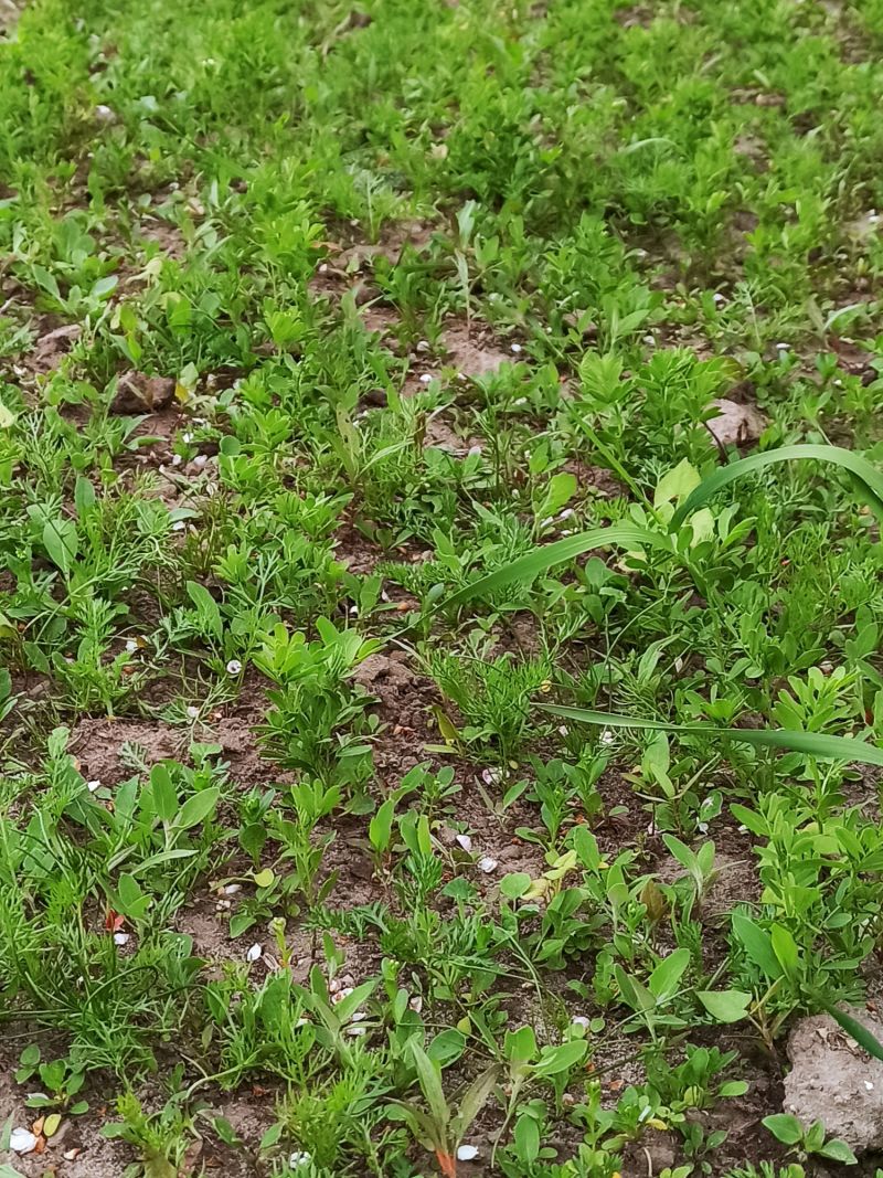 15. Mai: Der Linsen-Schlag ist stark verunkrautet.