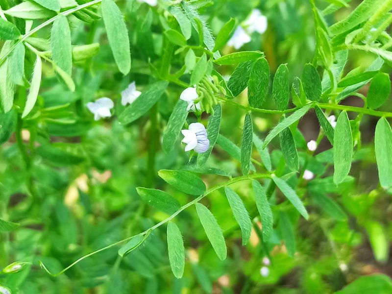 17. Juni: Linse mit Blüten.