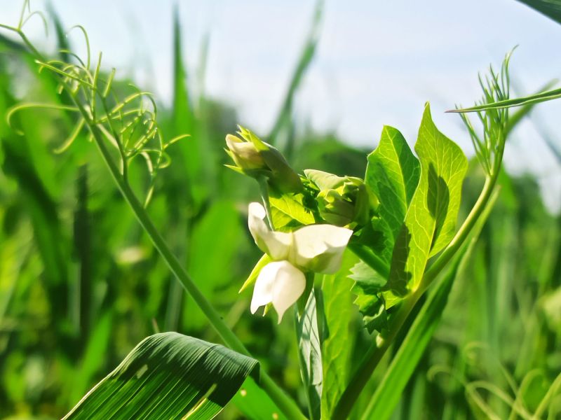 11. Juni: Die ersten Blüten!