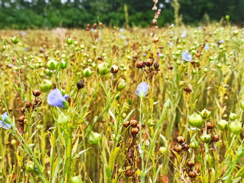Blüten, grüne und braune Kapseln sind zu finden.