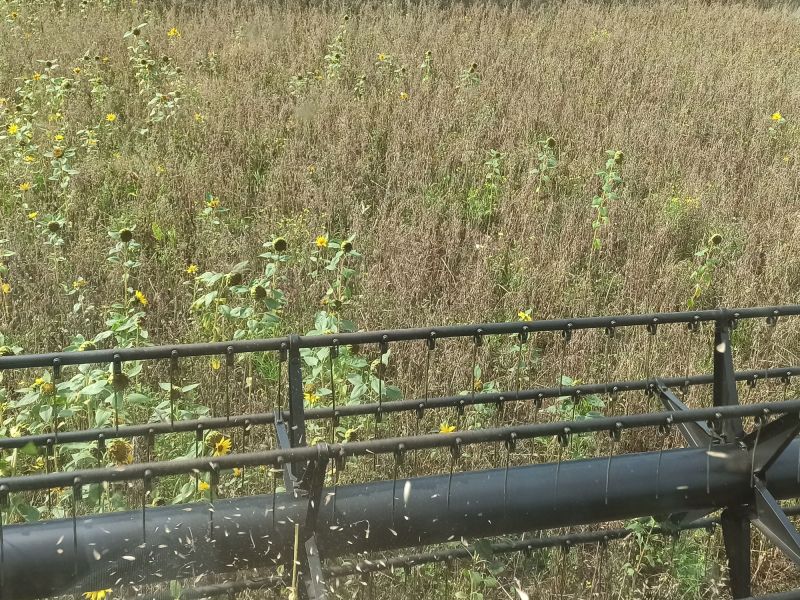 30. August: Wir dreschen den Hafer - die eigentliche Stützkultur. Am Rand stehen Sonnenblumen, die bei der Ernte im vergangenen Jahr ausgefallen sind.
