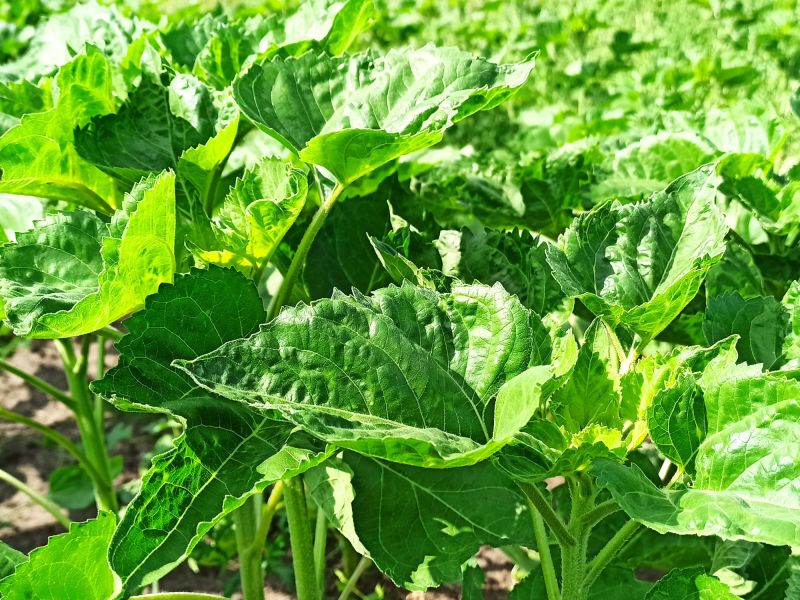 24. Juni: Die Sonnenblume wächst nun täglich.
