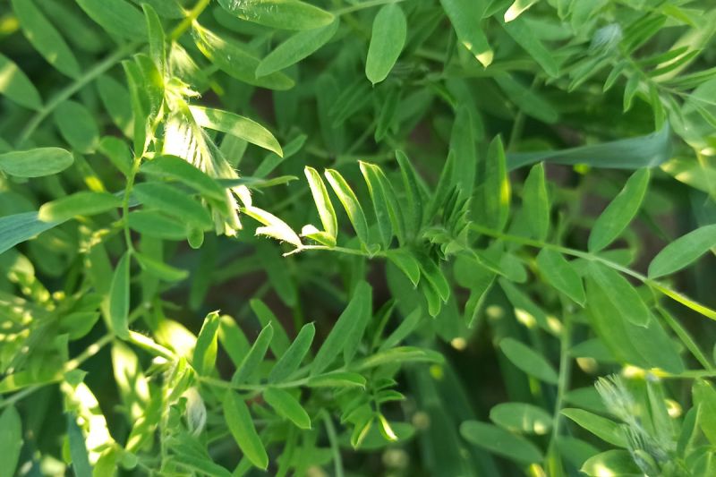 04. Juni 2022: Noch sind die Knospen nicht zu entdecken.