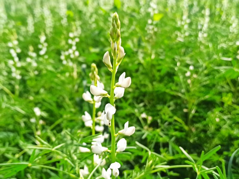22. Juni: Die Lupine blüht.