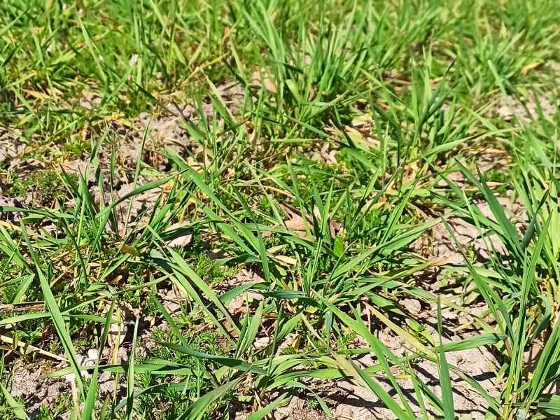02. April: der Emmer startet in die Vegetationsphase