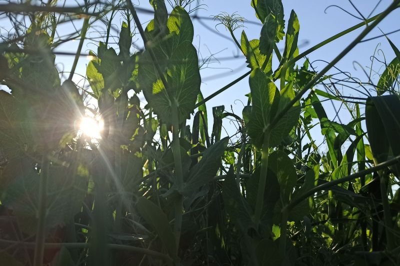 Die Erbse in der Sonne