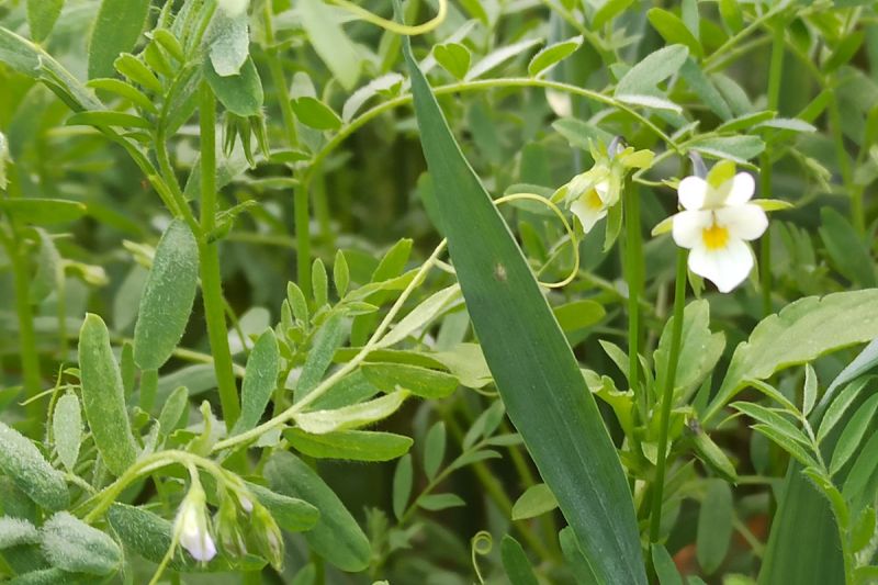13. Juni 2022: Diese Blüte täuscht. Sie gehört nicht zur Linse, sondern zum Beikraut.