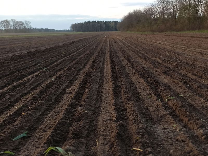 Wir bauen wieder braune Leinsaat an.