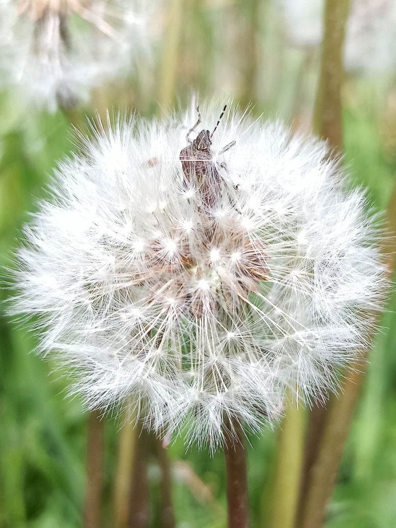 Pusteblume ...