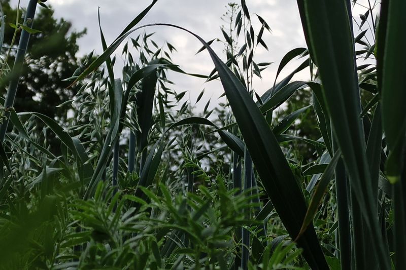 13. Juni 2022: Die Rispen des Hafers.