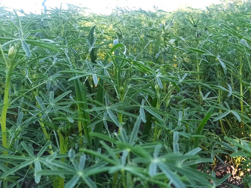 11. Juni: Die Lupine macht sich gut.