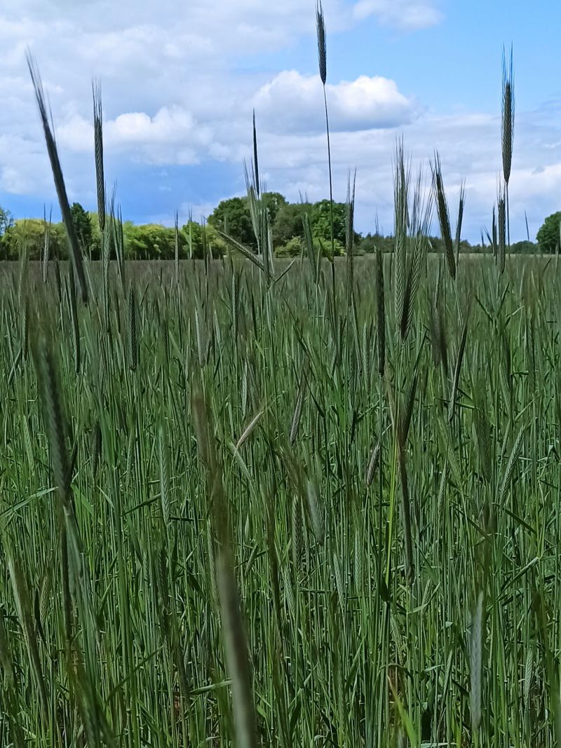 18. Mai: Roggenfeld