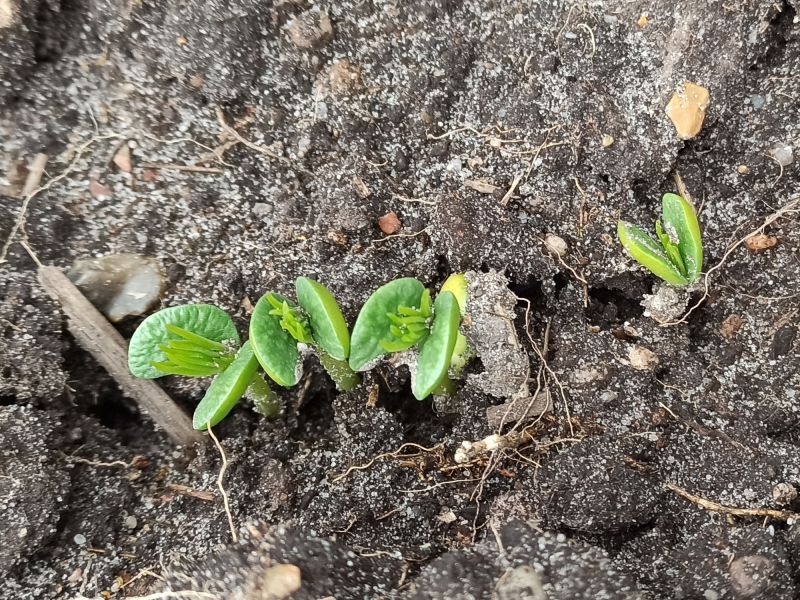 Keimblätter der Lupine