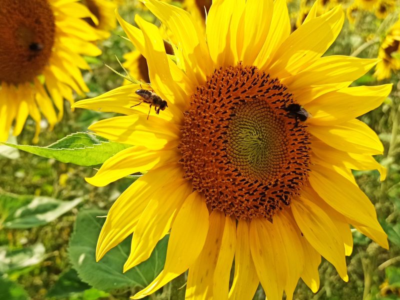 28. Juli: Die Bienen summen in der Luft!