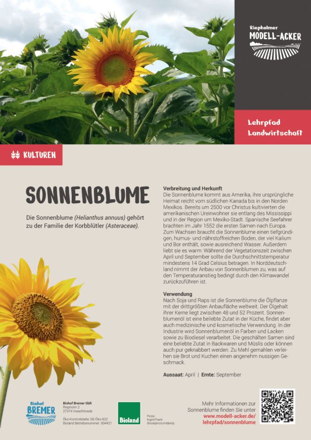 Info-Tafel Sonnenblume