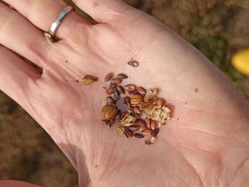 30. August: Erntetag! Die Handprobe fällt mittelmäßig aus. Die dunklen, wenig Öl enthaltenen Saatkörner lassen eine schlechtere Ernte als im vergangenen Jahr vermuten.