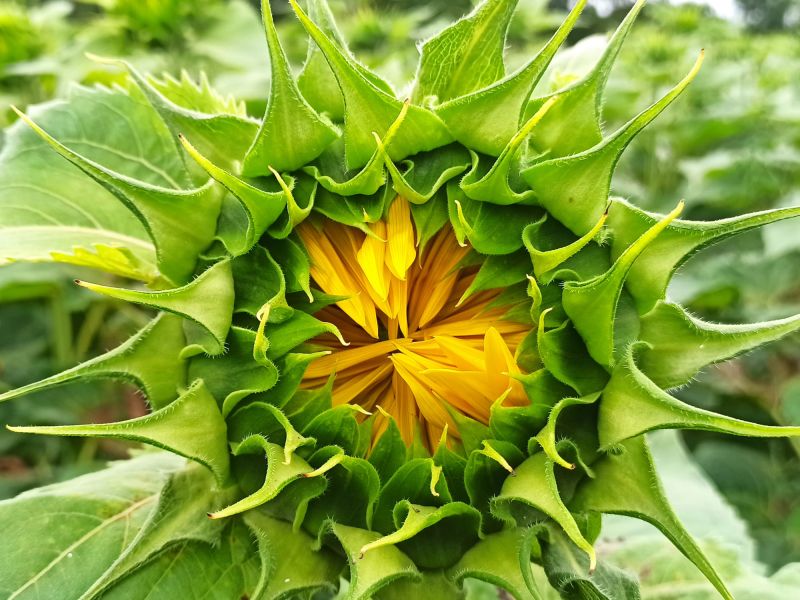 13. Juli 2022: kurz vor der Blüte