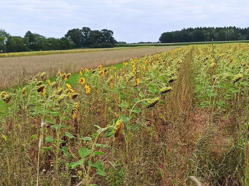 Die Verunkrautung ist in diesem Jahr sehr stark. Die Sonnenblumen am Feldrand sind deutlich kleiner als in der Feldmitte.