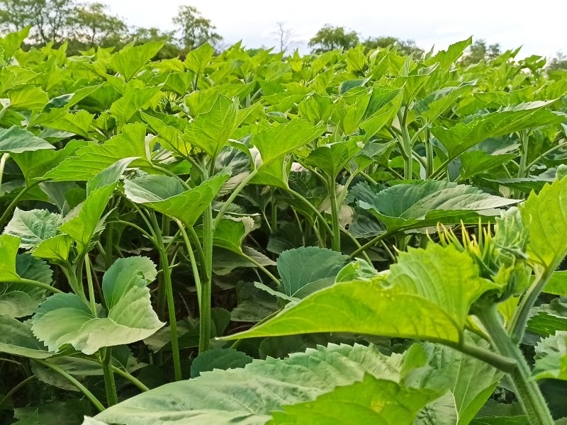 05. Juli 2022: Die Sonnenblumen wenden ihre Köpfe Richtung Sonne.