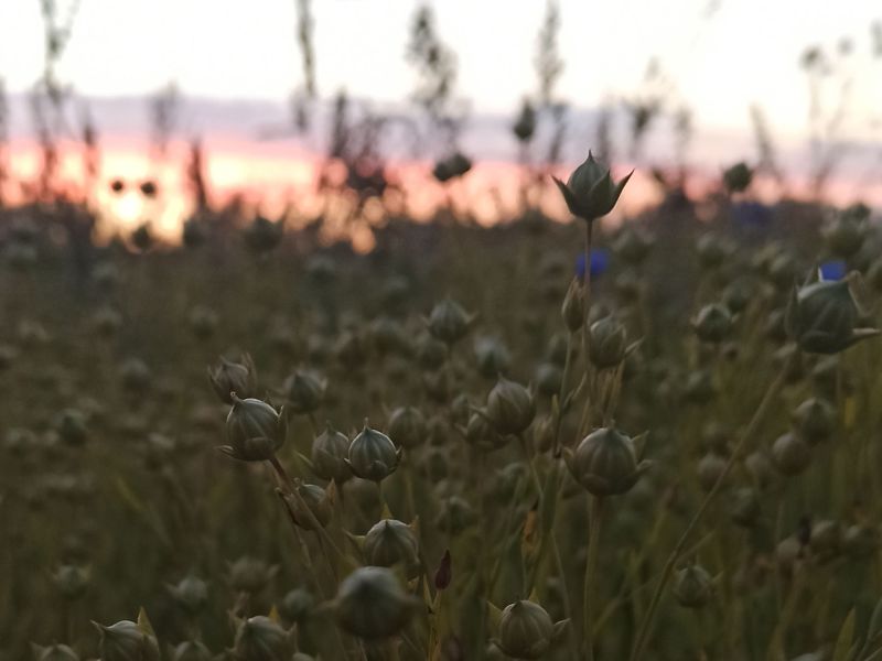 05. Juli 2022: Sonnenuntergang