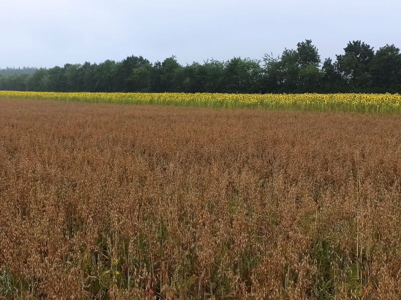 27. Juli: Das Linsenfeld wirkt auf den ersten Blick wie ein Haferfeld.