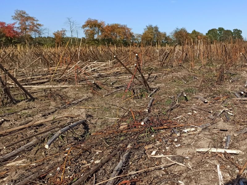 12. Oktober: Nach der Ernte.