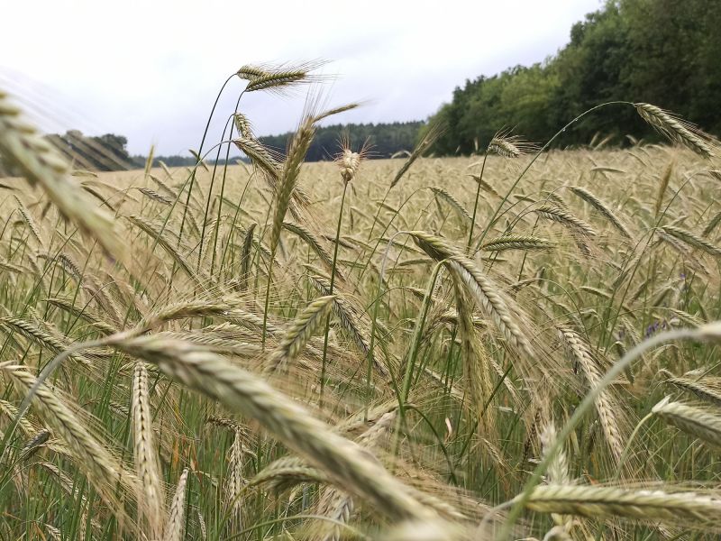 25. Juni: Das Korn begint zu reifen.