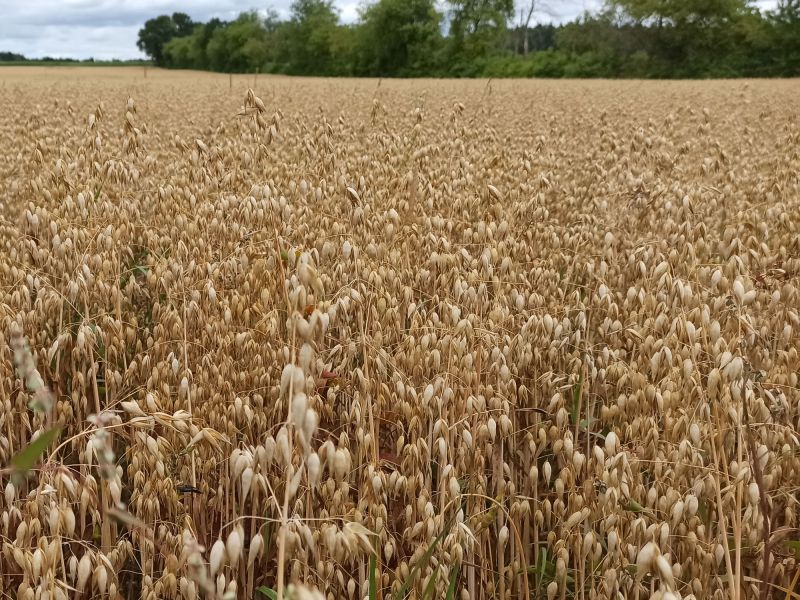 23. Juli: Farbwechsel auf dem Haferschlag.