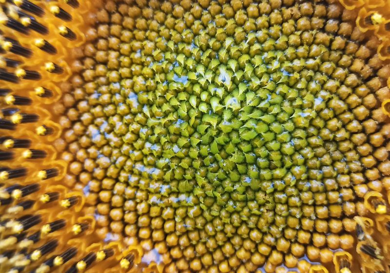 Sonnenblume 2023