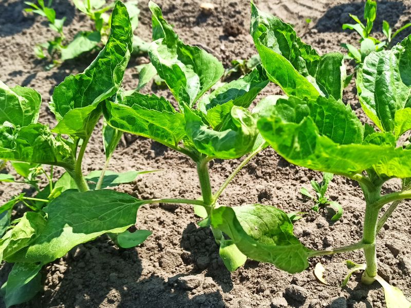 09. Juni: die Sonnenblume in Großaufnahme.