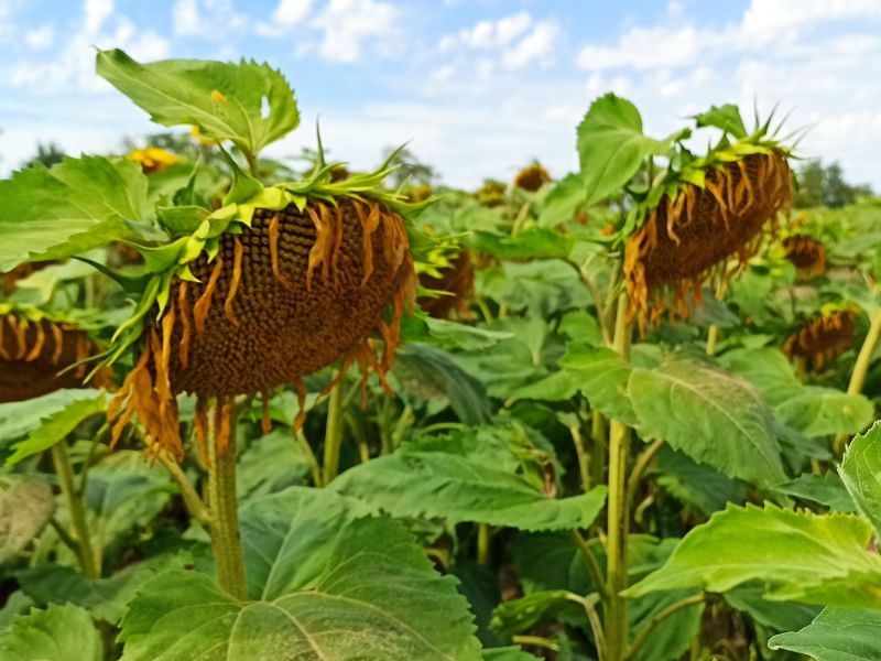 04. August 2022: Das leuchtende Gelb ist verschwunden. Nun müssen sich die Sonnenblumenkerne ausbilden und reifen.