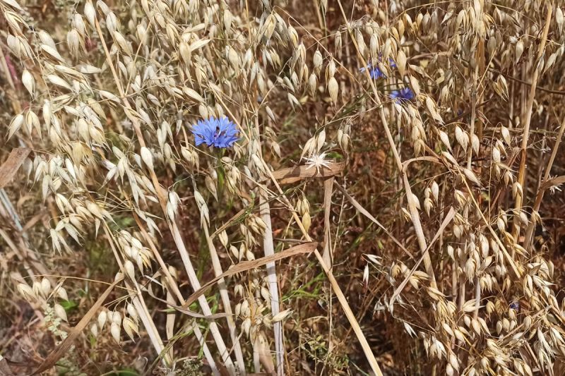 28. Juli 2022: Erntetag! Diese Kornblume pflücken wir vorher.