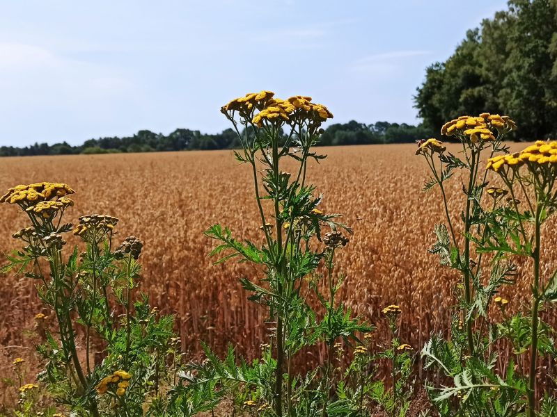24. Juli 2022: Am Wegesrand des Haferschlags.