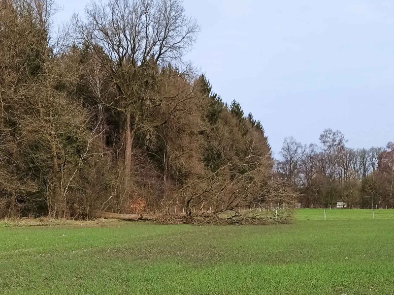 19. März: Ein Baum stürzt auf das Feld.