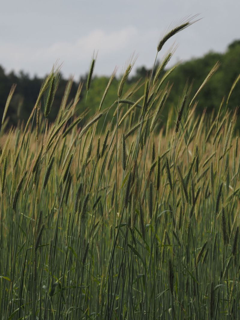 04. Juni: Roggen am Abend