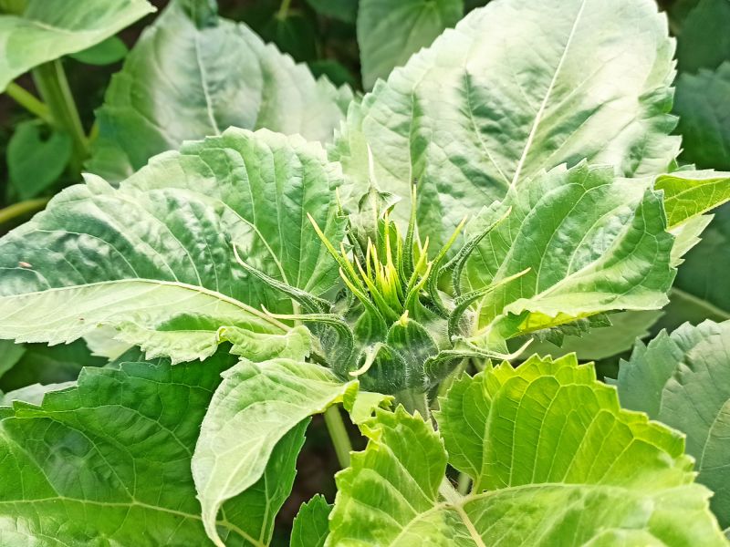 05. Juli 2022: Der Regen kam genau zum richtigen Zeitpunkt. Die Sonnenblume sieht viel besser aus als die vergangenen Wochen vermuten ließen.