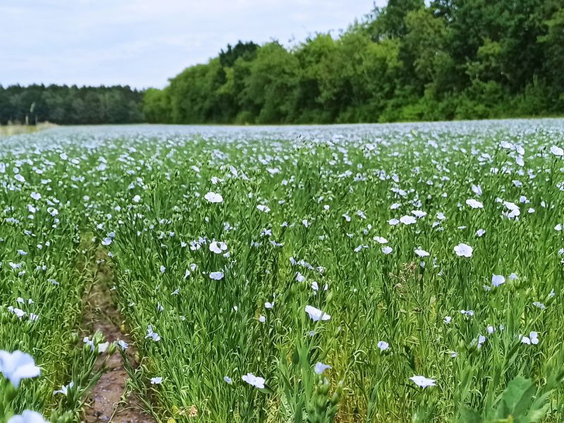 15. Juni: Der Lein blüht!