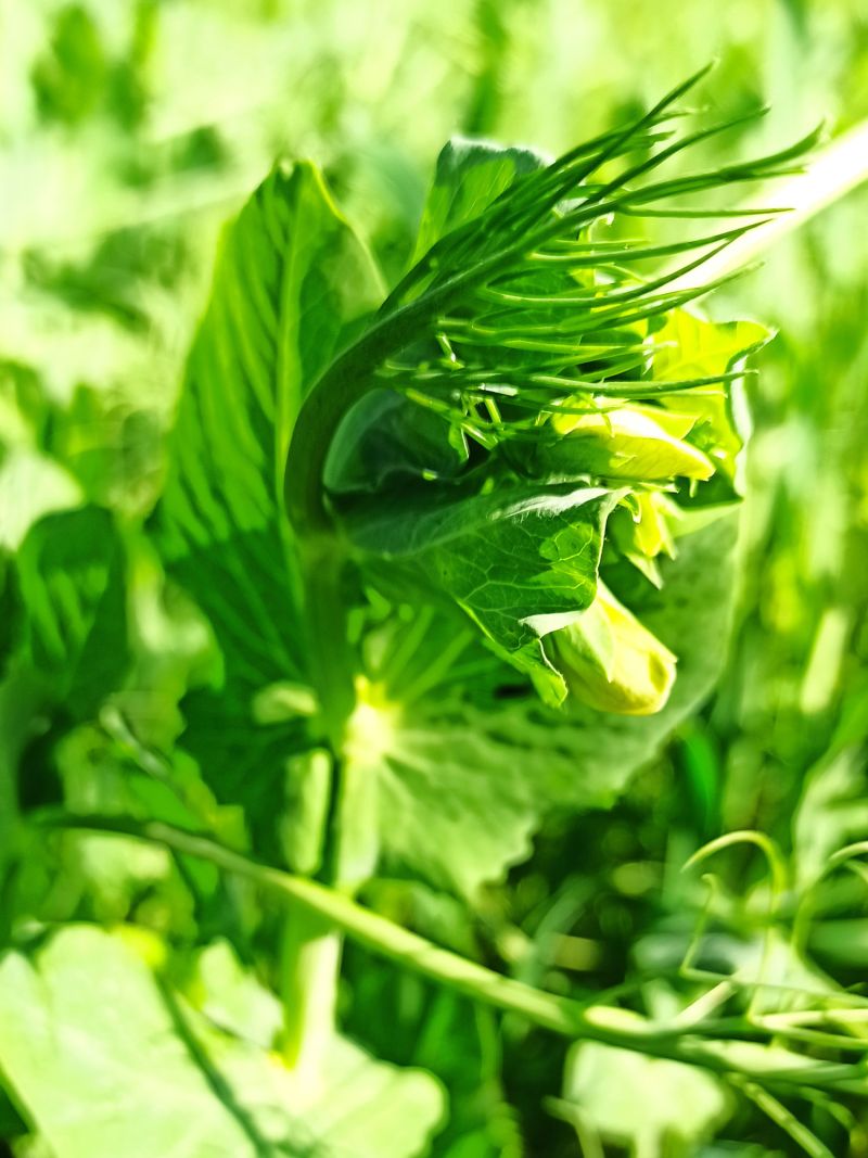 12. Juni: Blüte kurz vor dem Öffnen.