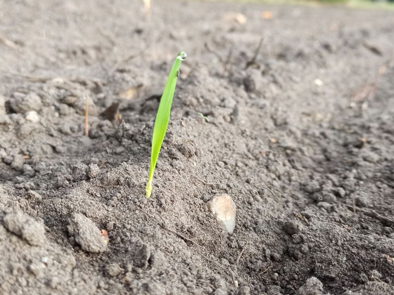 02. Oktober: Kleine zarte Halme.