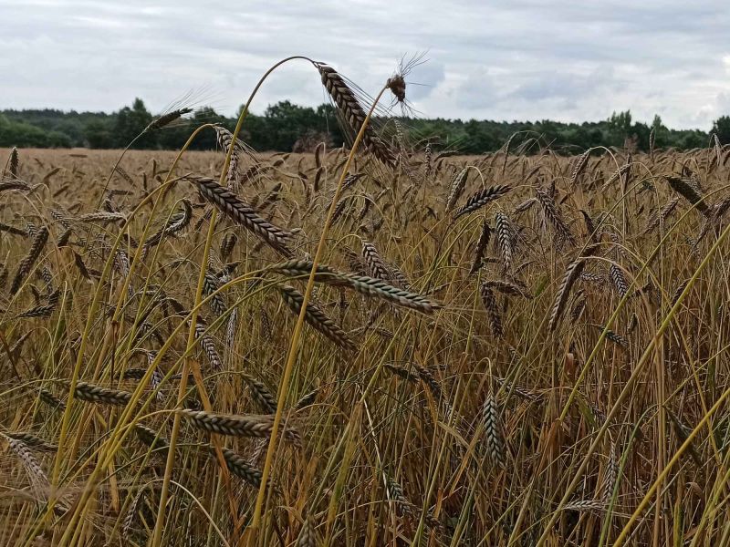 12. Juli: Das Emmer-Feld.