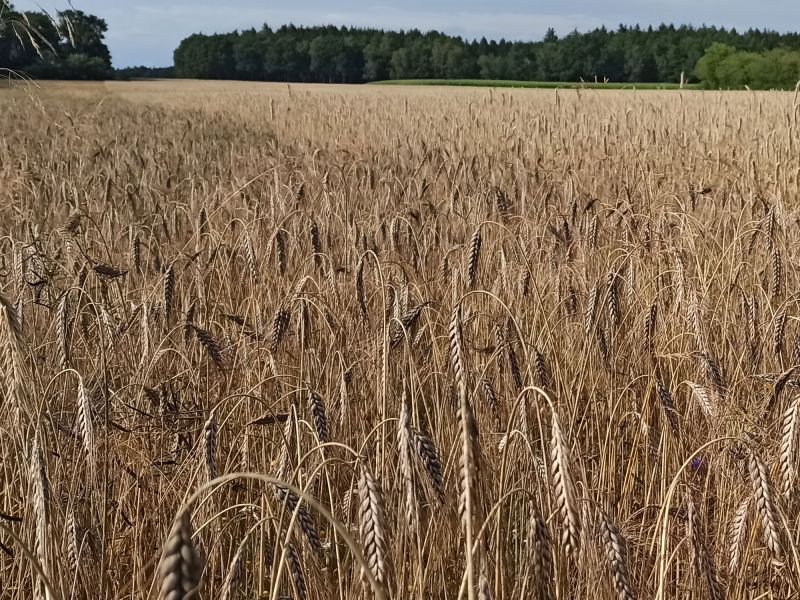 24. Juli: Emmer links, Roggen rechts
