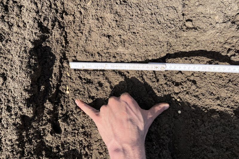 Reihenabstand der Erbse: 25cm