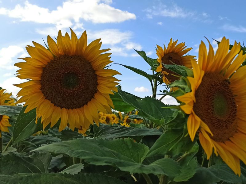 26. Juli 2022: Gelbe Blüten vor blauem Himmel.