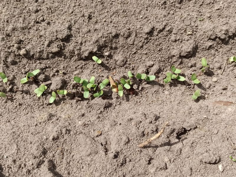 27. April: Die Keimblätter von oben.